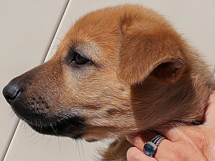 chinook puppy